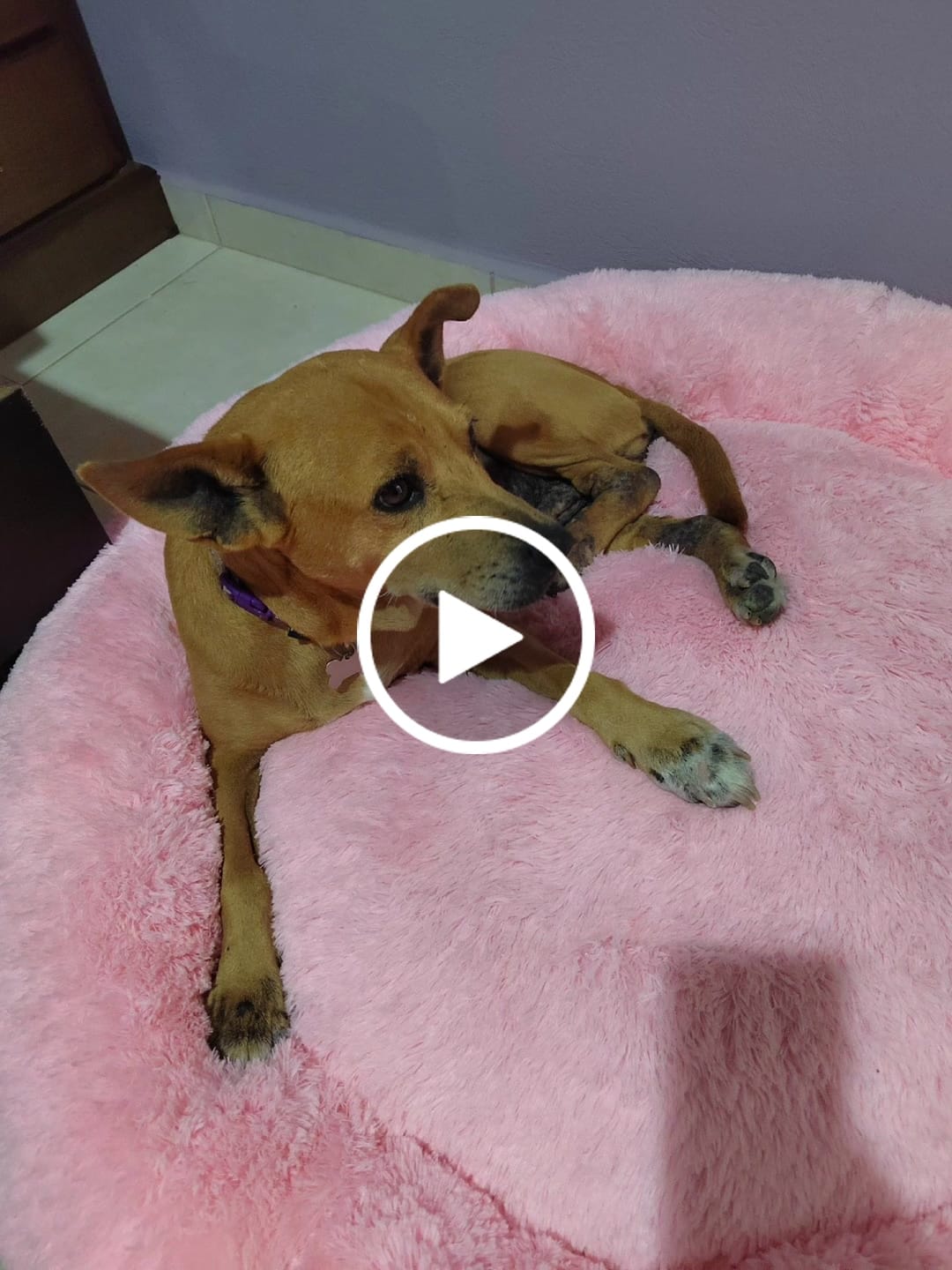 Customer video review of Cama Antiestrés para Perros