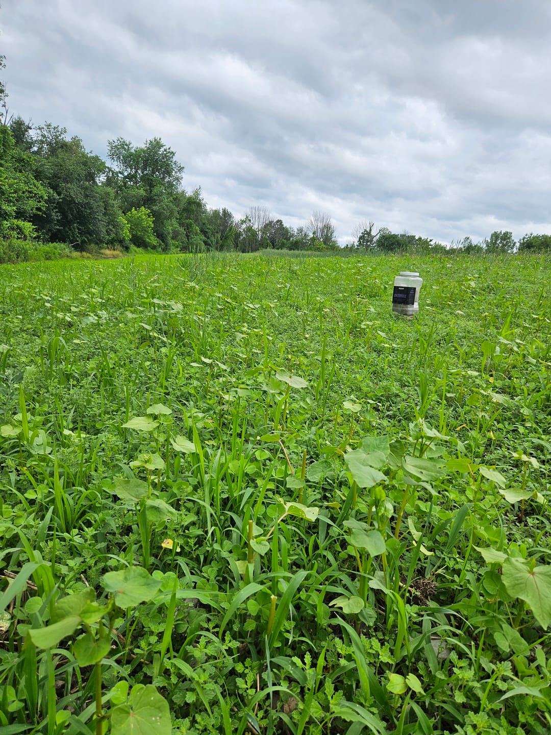 Customer photo review of Overhaul™ Food Plot Seed