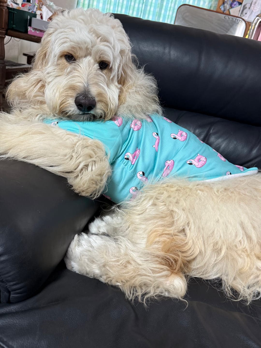 Customer photo review of Sunblock Dog T-Shirt 2-pack