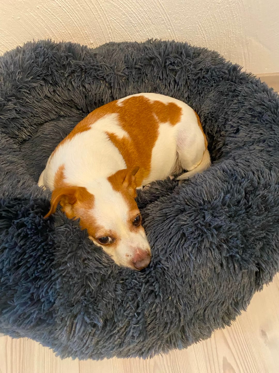 Customer photo review of Puppery Hundebett Wolke 7 - Das Original