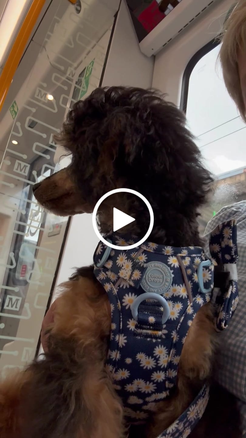 Customer video review of Daisy Dog Harness - Colour Drops - Loves me, Loves me not