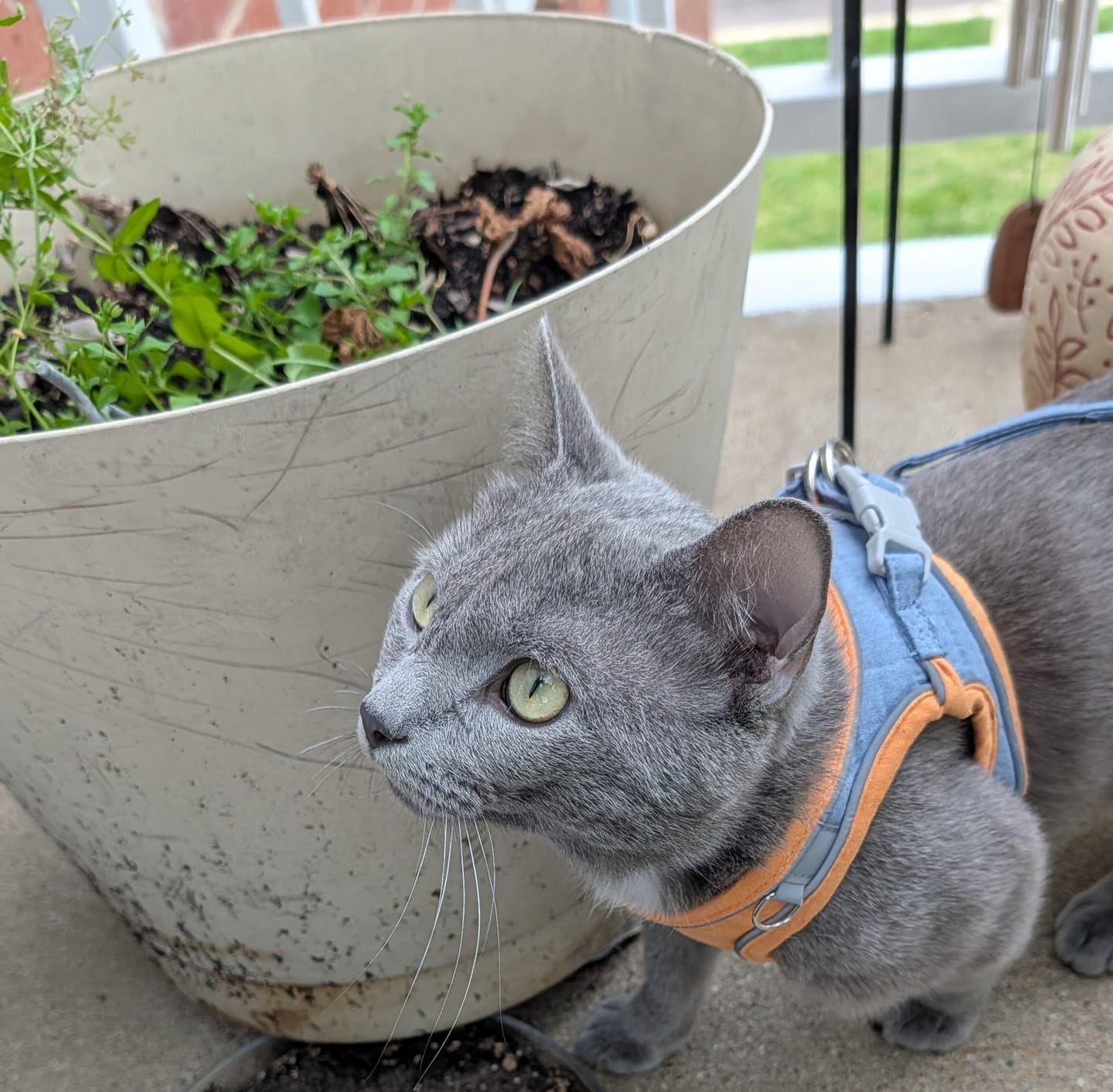 Customer photo review of Escape-Proof Cat Harness + Leash