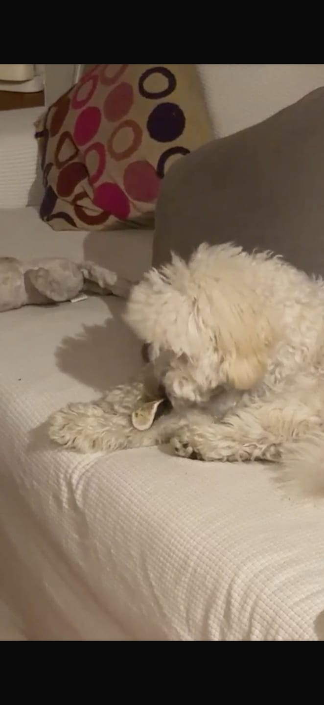 Customer photo review of Asta de ciervo para perros - Principiante
