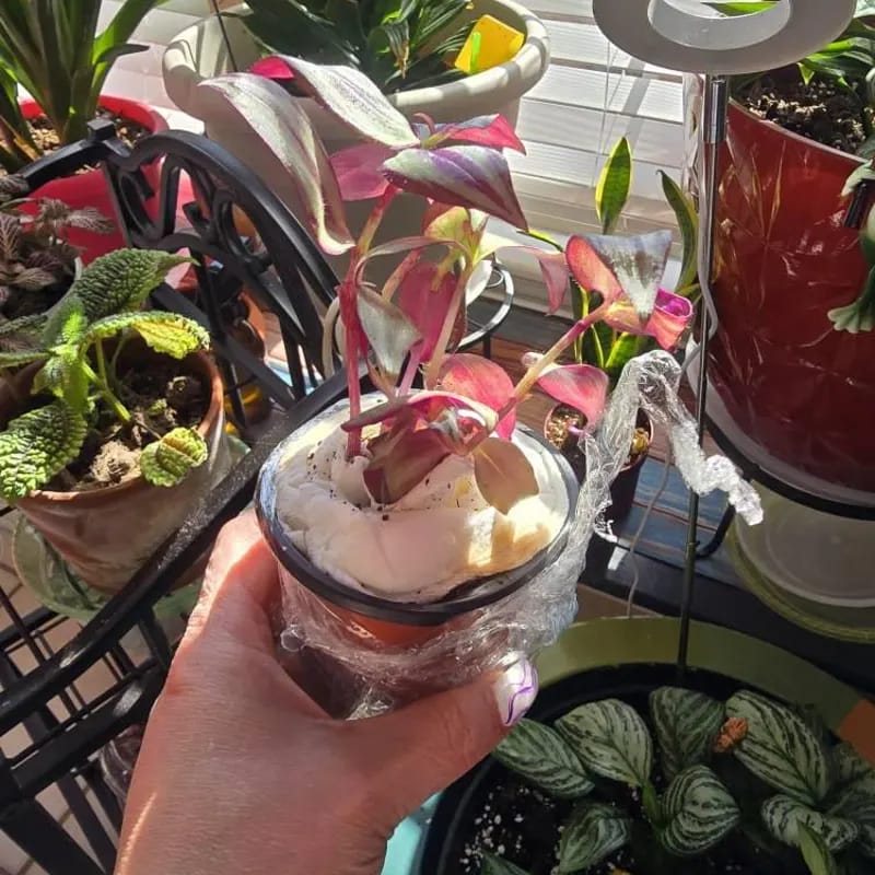 Customer photo review of Silver Wandering Jew Plant in 3" Pot