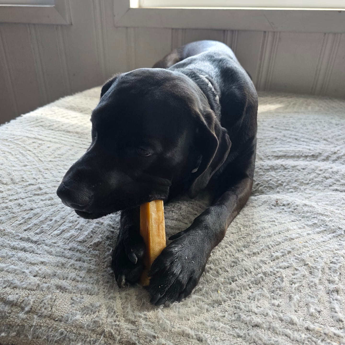 Customer photo review of Gift Bundle: 2 Large Yak Chews and a 6" Hickory Smoked Bully Stick