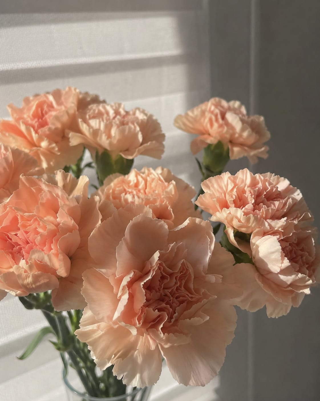 Customer photo review of Clavel Salmón