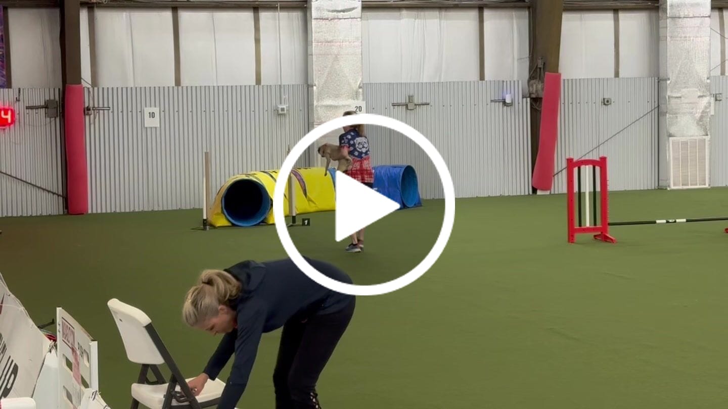 Customer video review of PUG DOG PAW PRINT RED WHITE & BLUE SWIRL ALL OVER PRINT - TLTW0204261