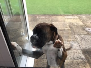 Customer photo review of collagen for dogs