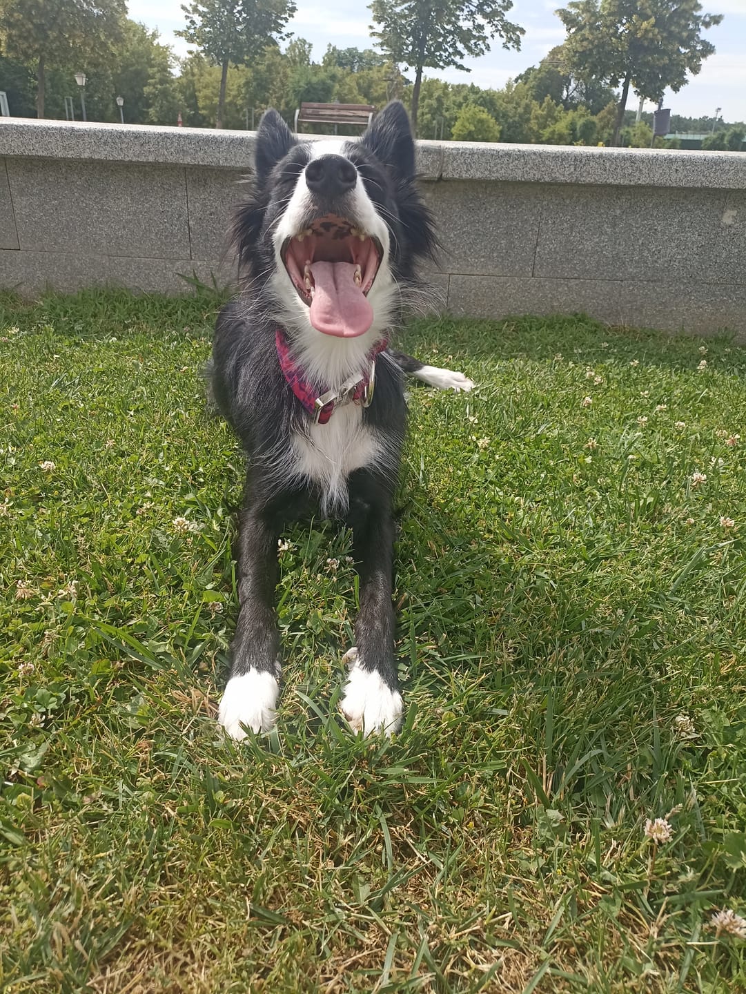 Customer photo review of Comfort Control Collar - Fuchsia Camo