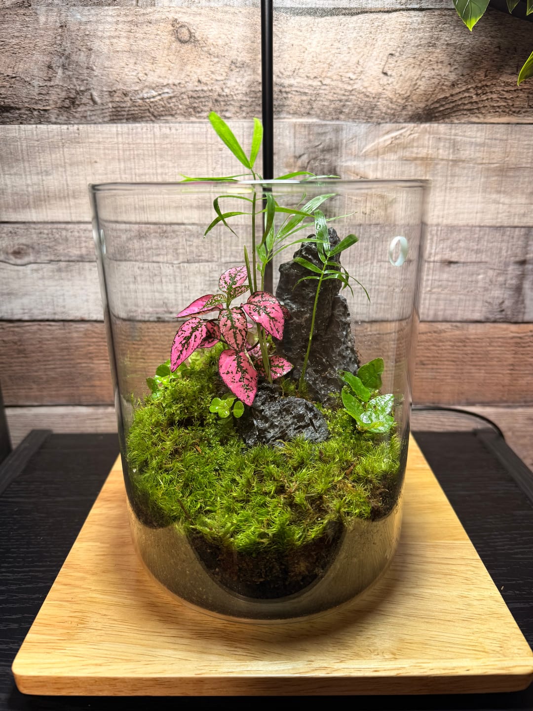 Customer photo review of Natural Canadian Forest Moss - Revita-Moss™ (Pleurozium schreberi)