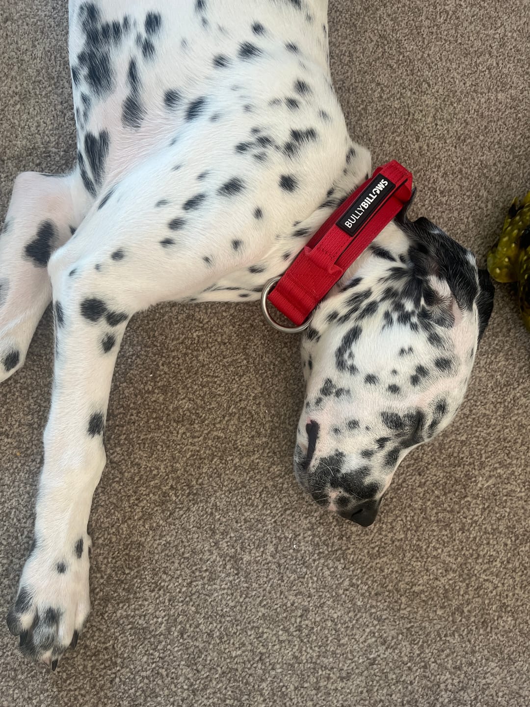 Customer photo review of 4cm Combat® Collar | With Handle & Secured Clip - Red