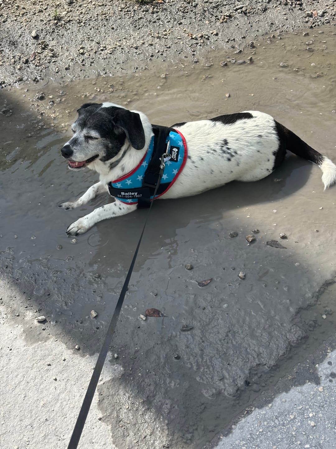 Customer photo review of Dogshood ™