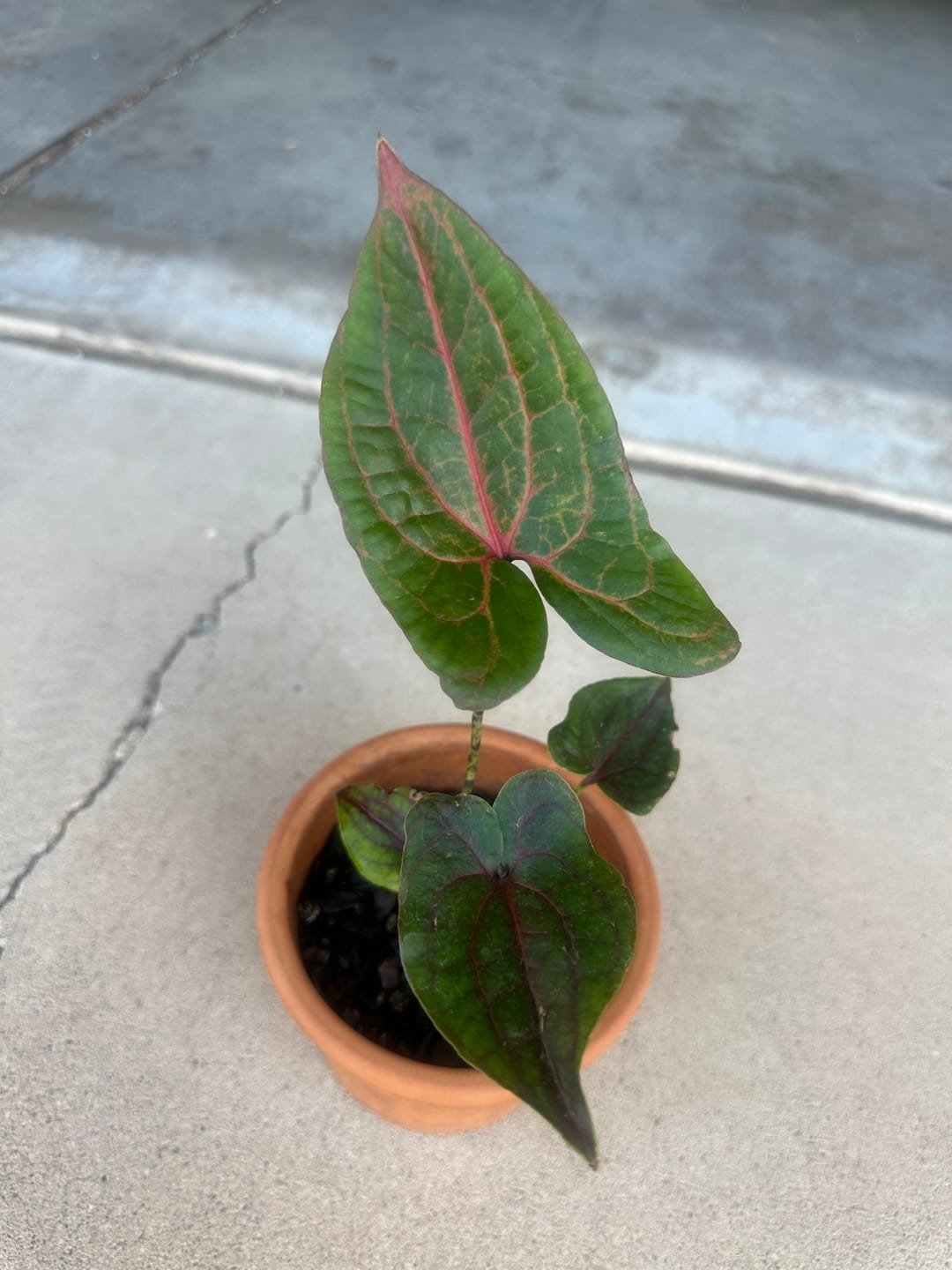 Customer photo review of Cyrtosperma johnstonii