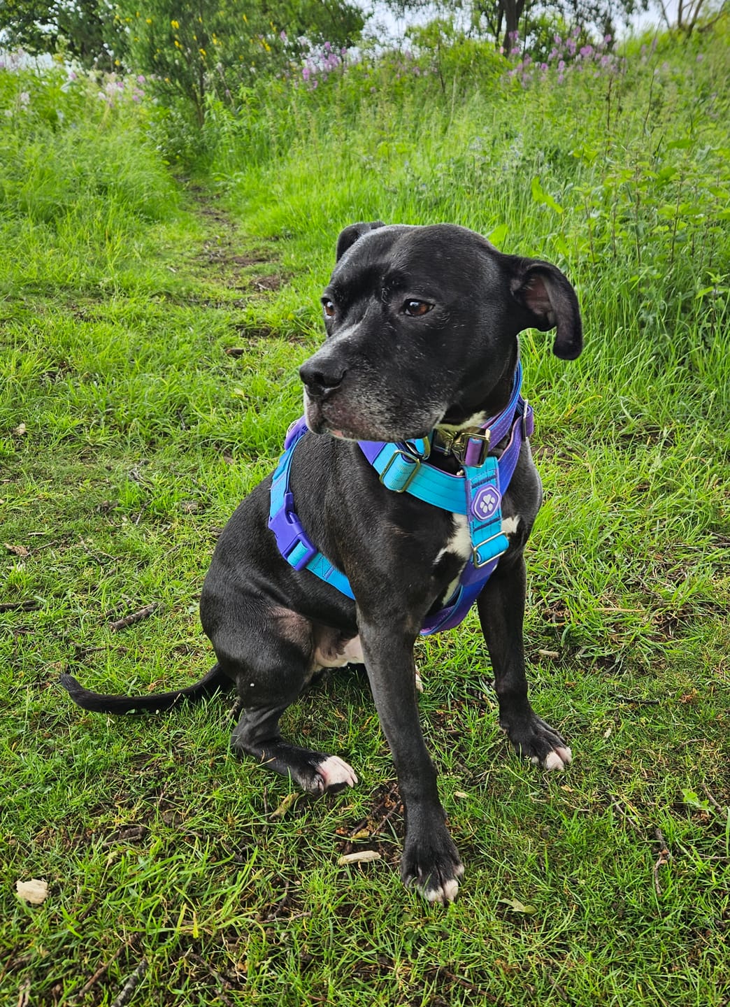 Customer photo review of Comfort Control No-Pull Dog Harnesses