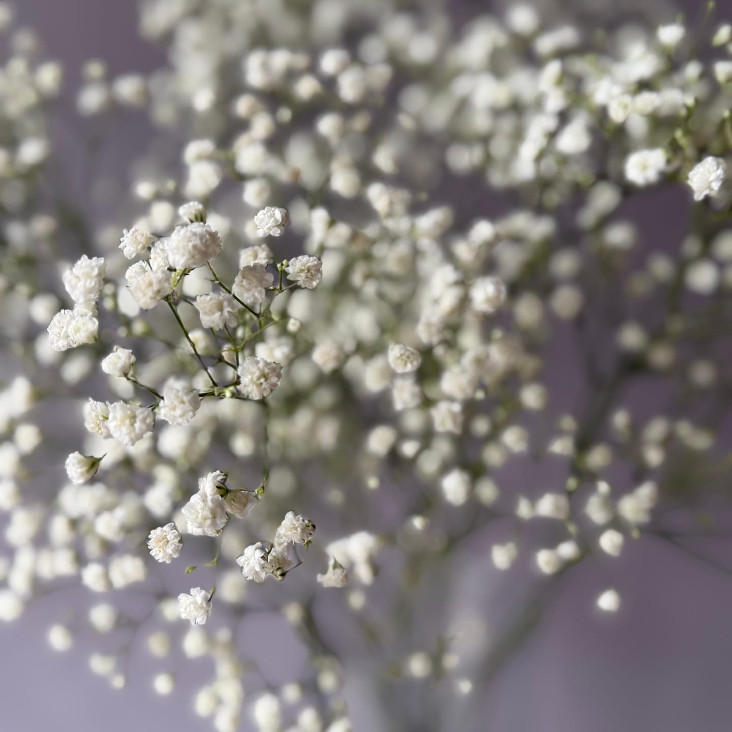 Customer photo review of Gypsophila Blanca Premium Select
