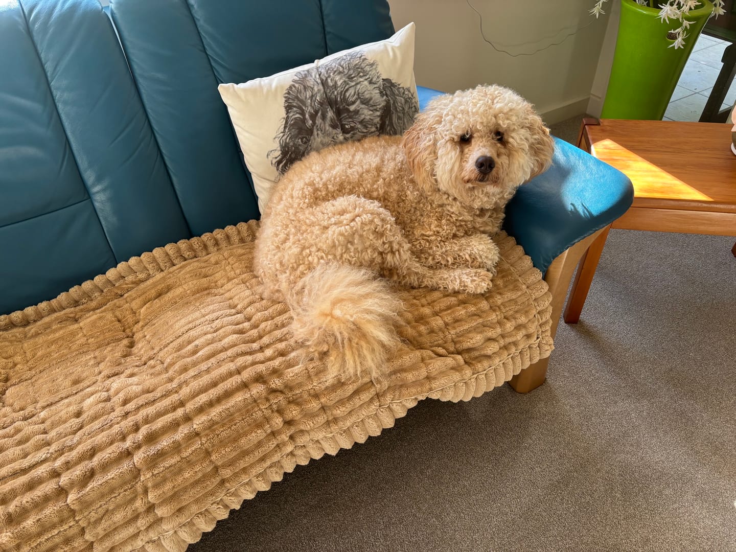 Customer photo review of CouchCloud - Couch Covers