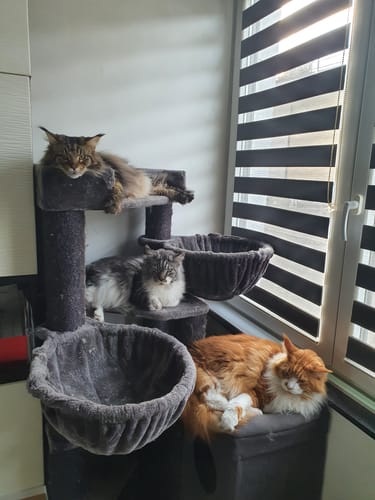 Les trois chats d'un client se reposant sur un arbre à chat avant de goûter aux croquettes Ziggy.