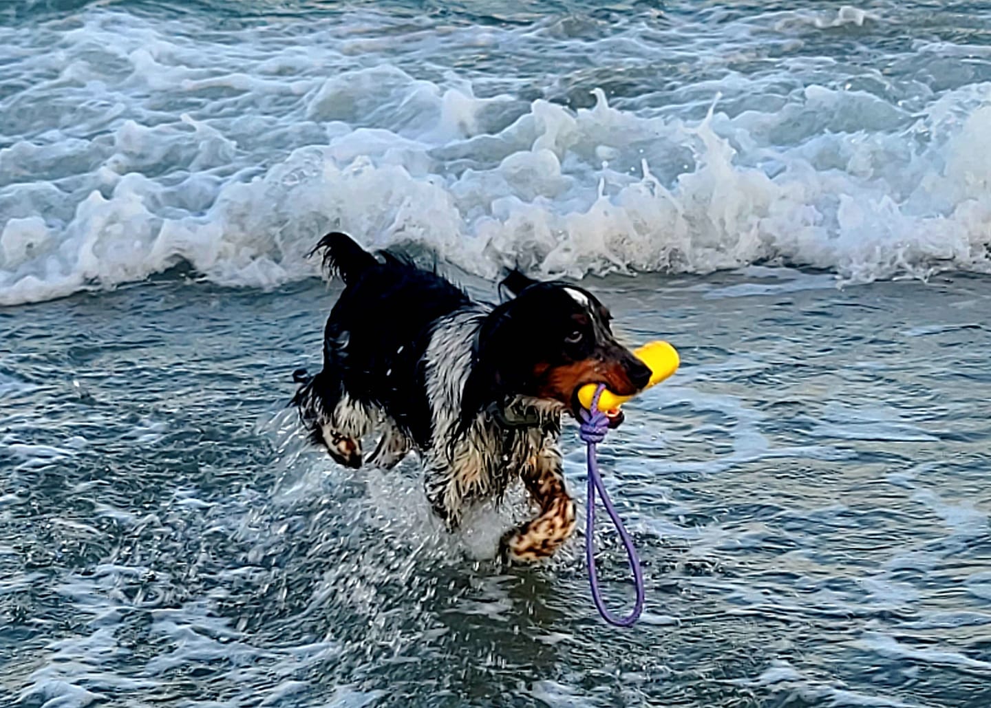 Customer photo review of Heel Roam 350™ Waterproof