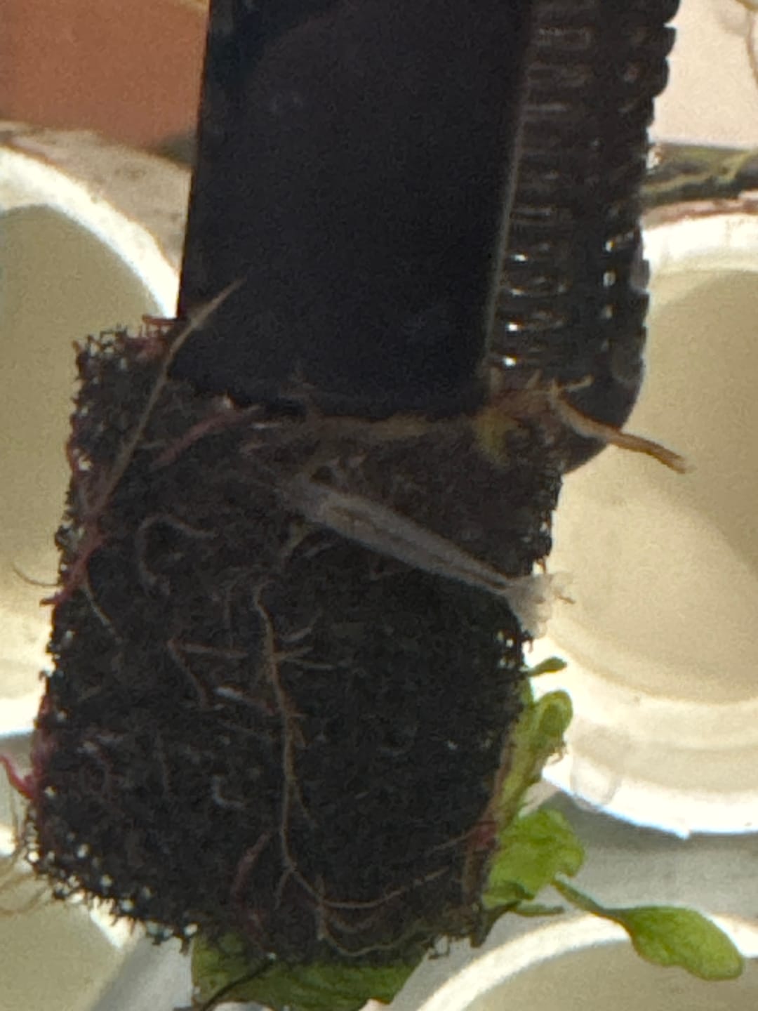 Customer photo review of Amano Shrimp
