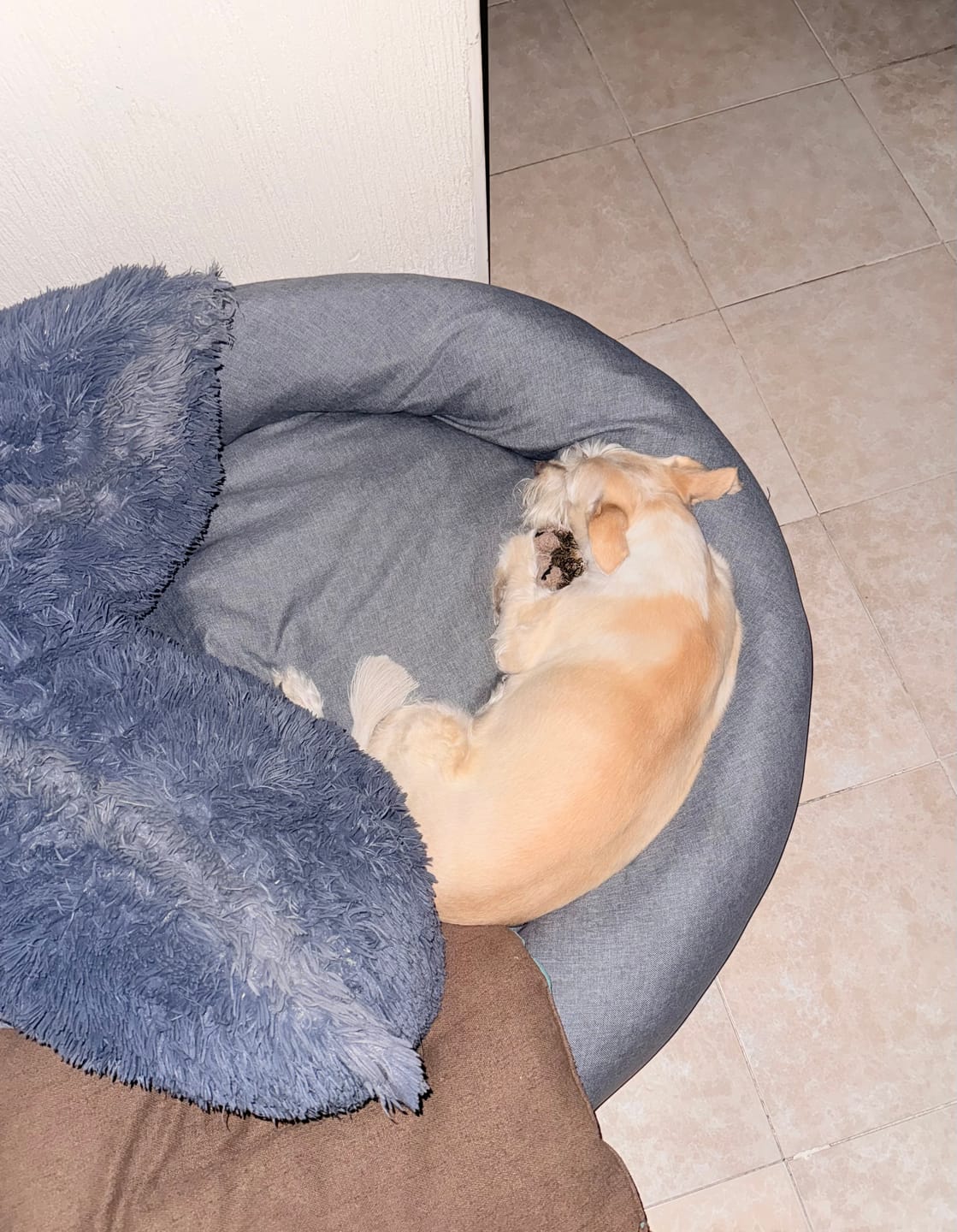 Customer photo review of Funda Lino para Cama Antiestrés para Perros