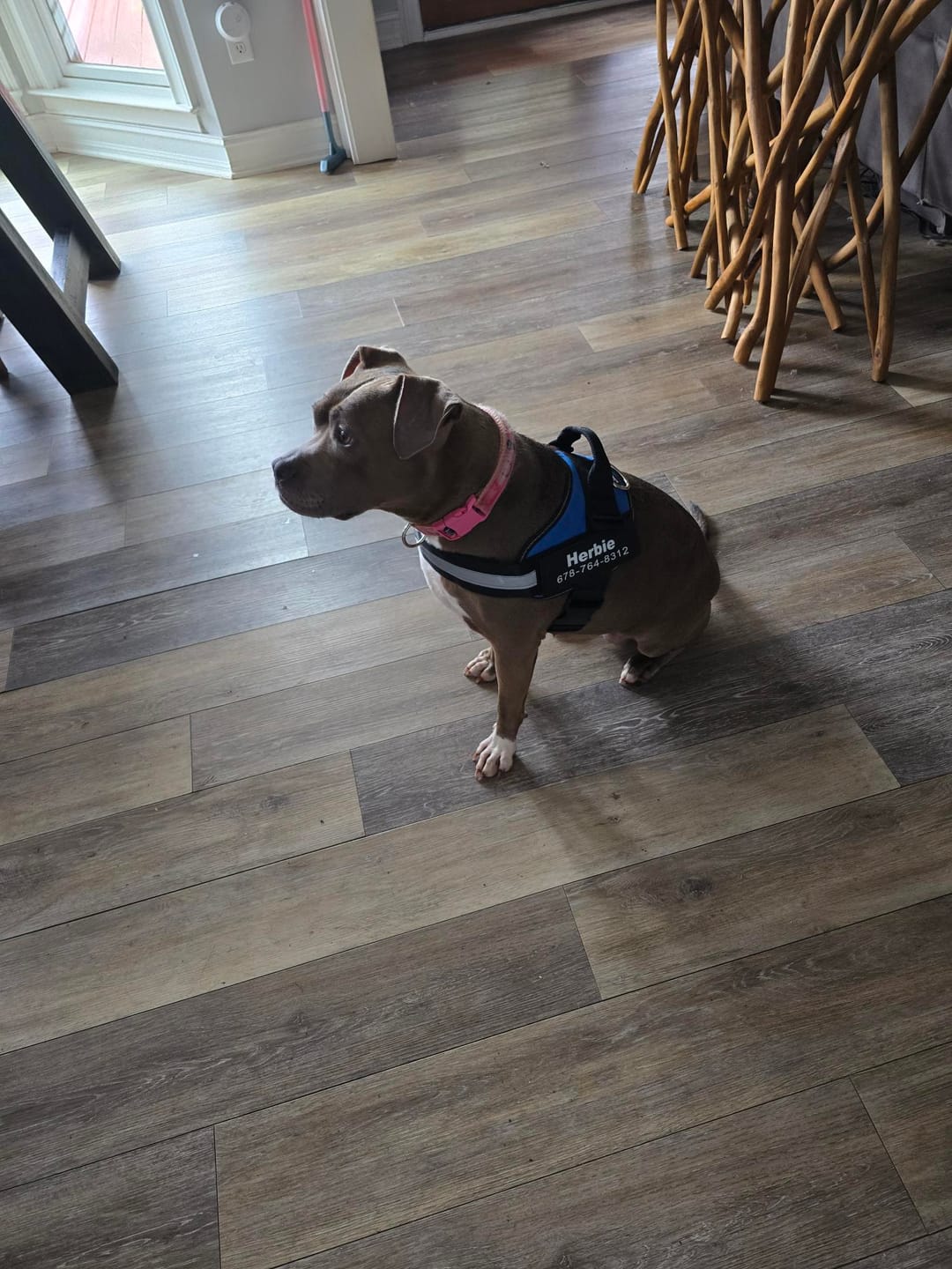 Customer photo review of Dogshood ™