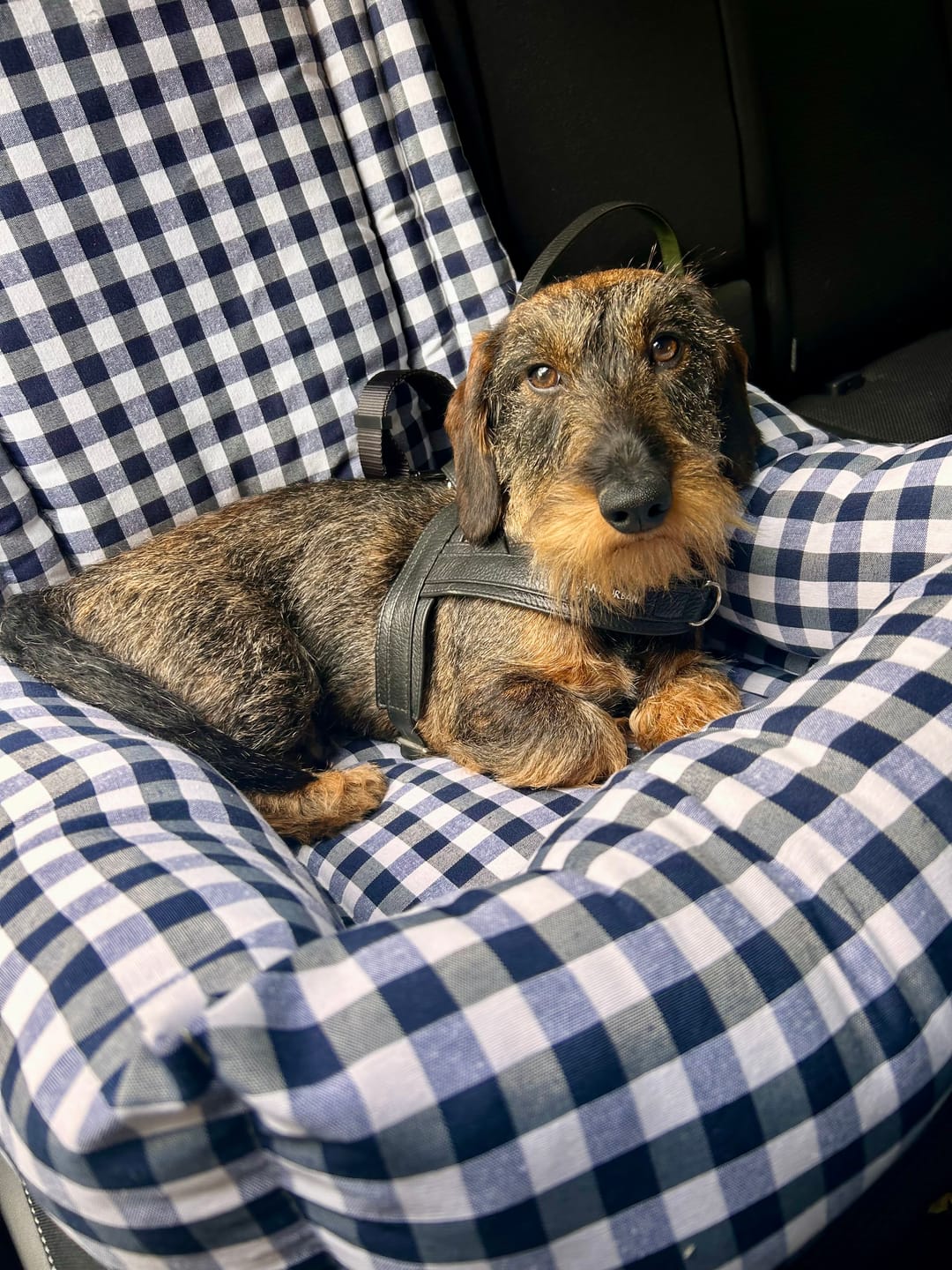 Customer photo review of Seggiolino Auto Cotone Quadretto Navy