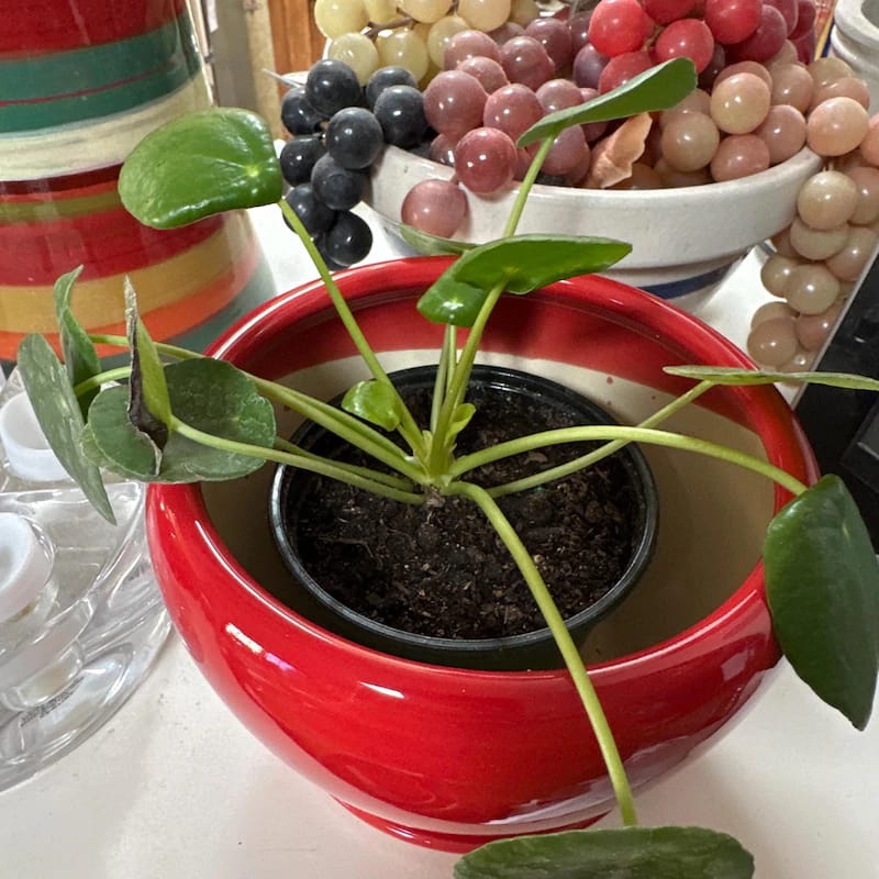Customer photo review of Chinese Money Plant in a 4" Grow Pot - Pilea Peperomioides - Money Plant - Low Light Indoor Houseplants - Lucky Coin Plant - Air Purifier