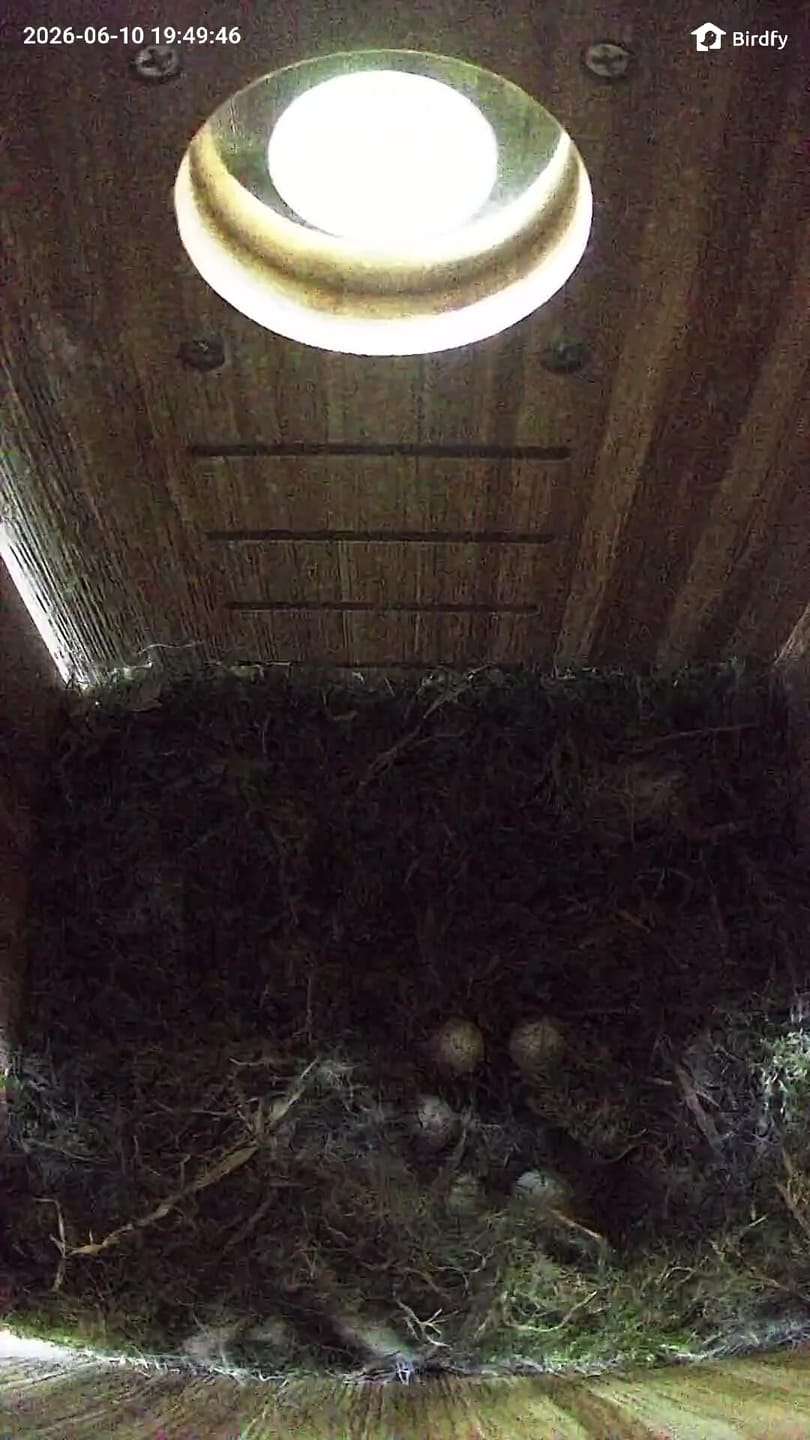 Customer photo review of Birdfy Nest Duo - Smart Bird House with Dual Cameras