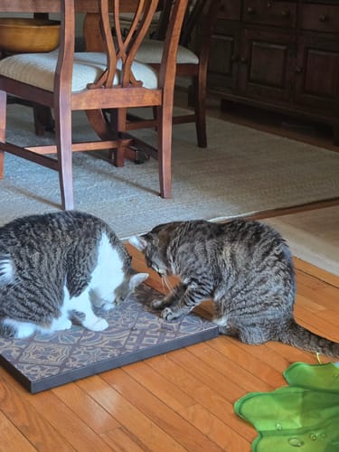 Customer photo review of Mediterranean Tile - Luxury Cat Scratching Board