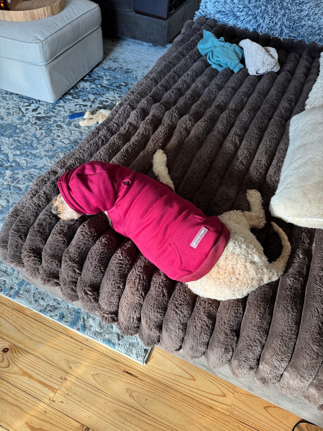 Customer photo review of Essential Dog Hoodies