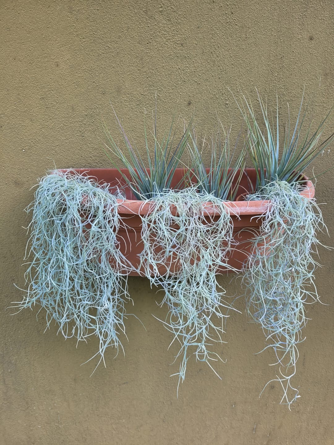 Customer photo review of Tillandsia usneoides - Lousianamoos