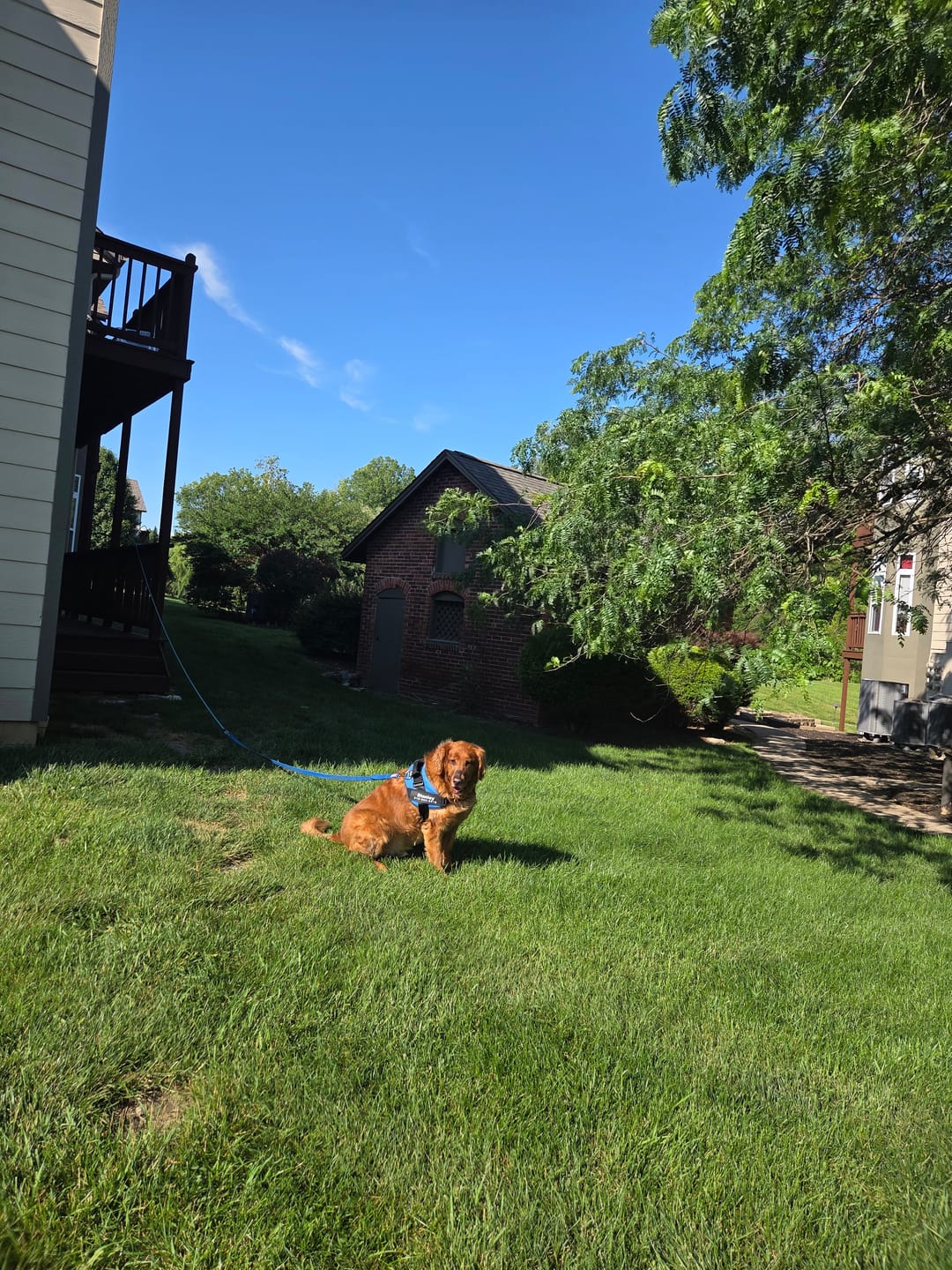 Customer photo review of Dogshood ™ No Pull Harness
