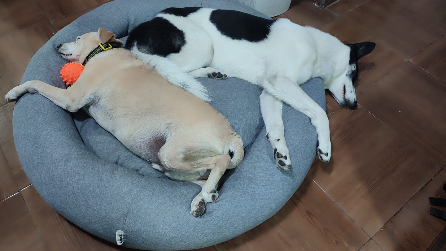 Customer photo review of Cama Antiestrés para Perros