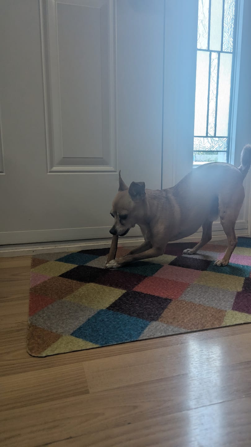 Customer photo review of 6 Inch Standard Bully Stick