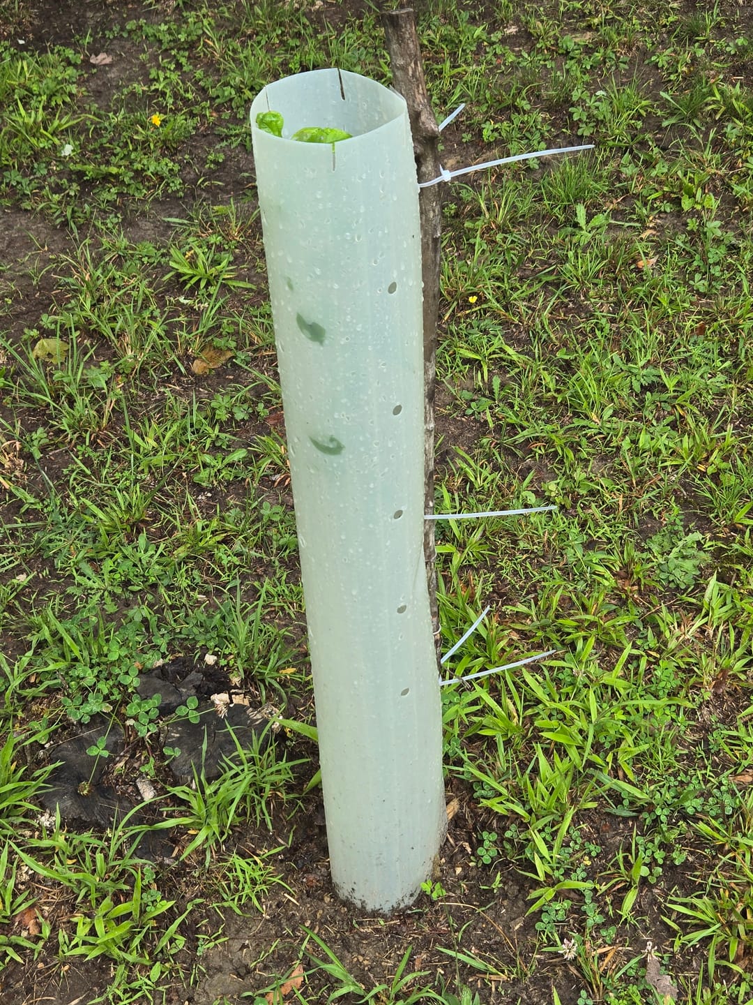 Customer photo review of Tree Pro Grow Tubes