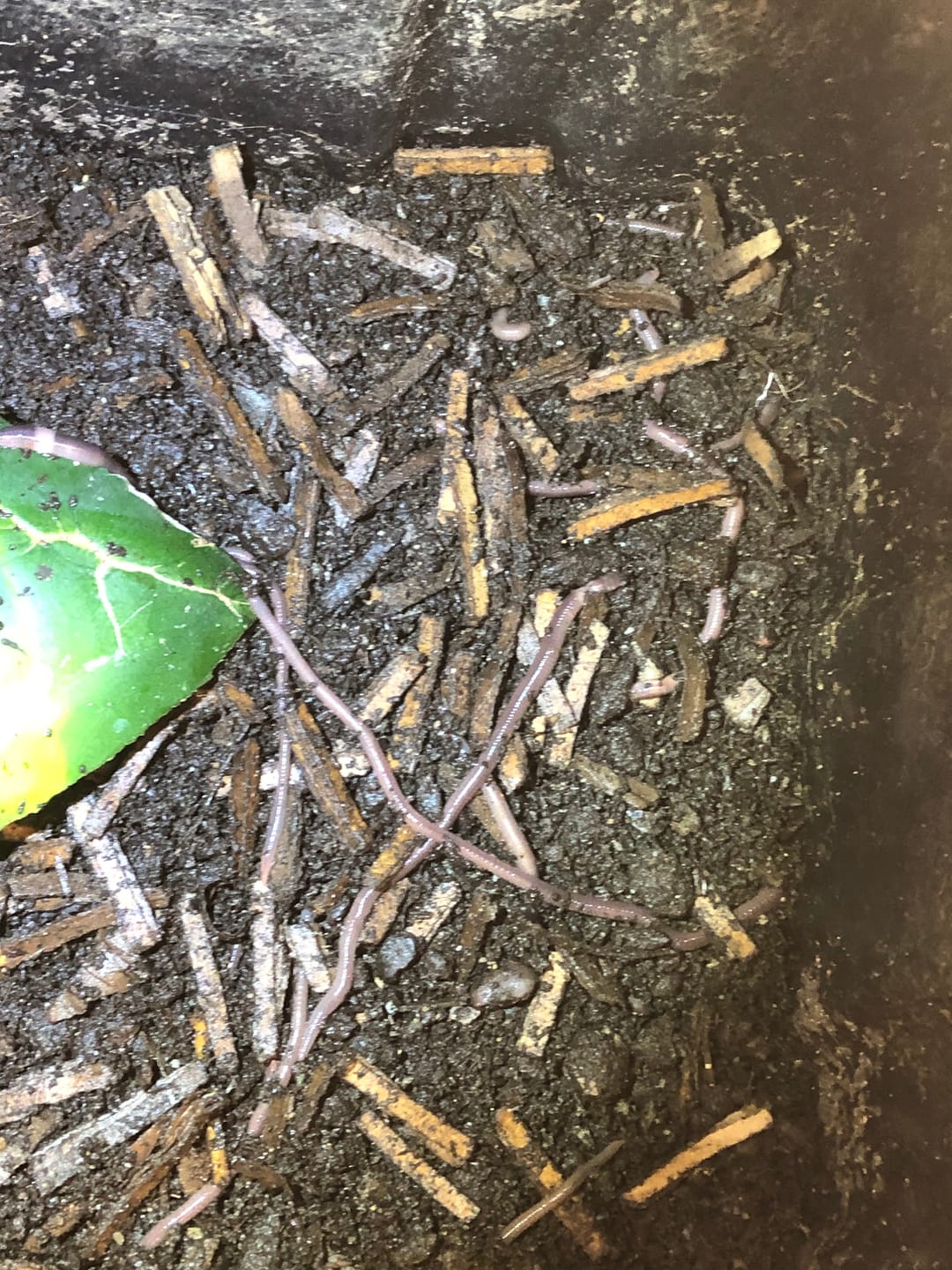 Customer photo review of Mazuri® Earthworm Feed