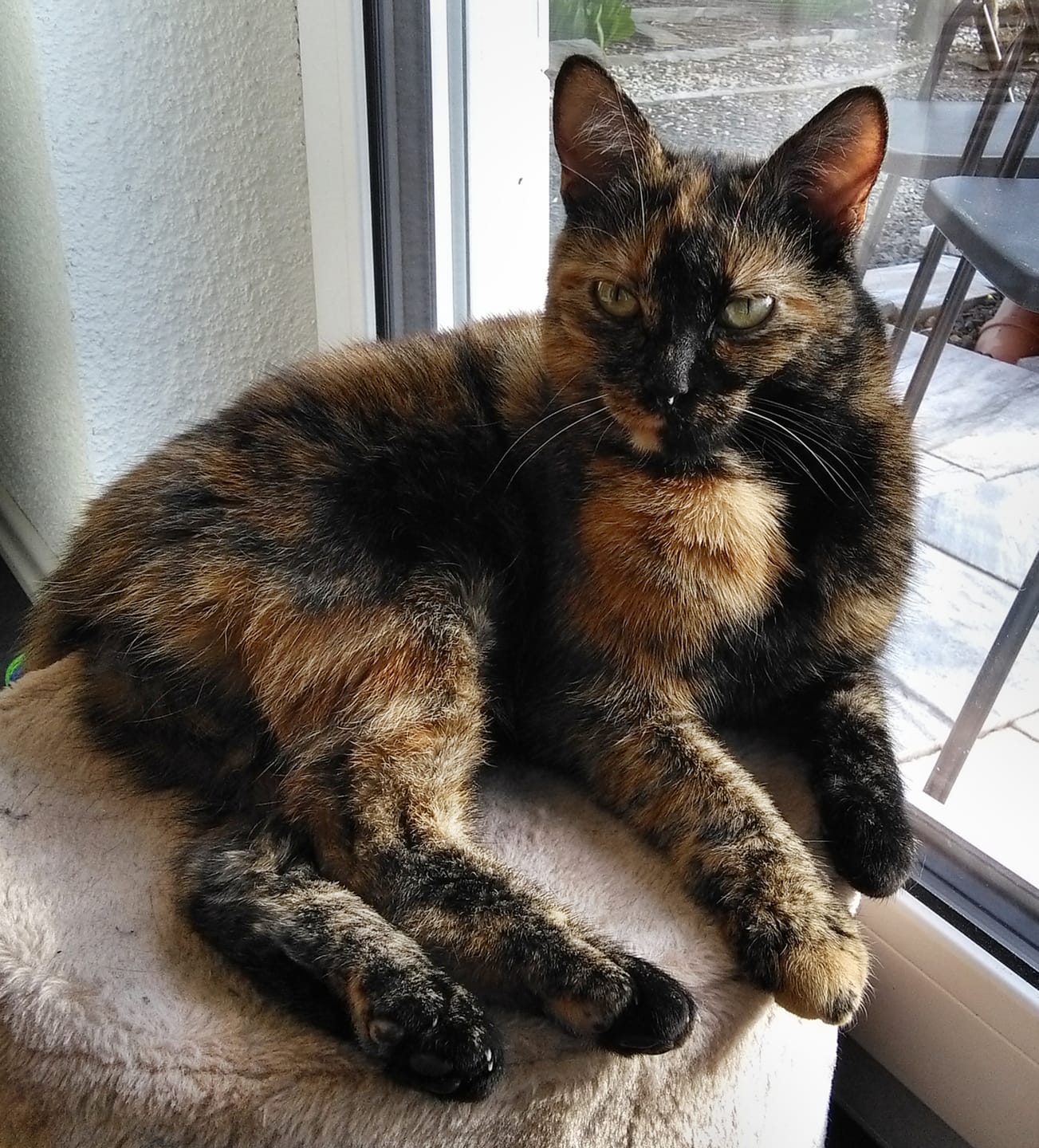 Customer photo review of Katzenstreu 2+1 Aktion