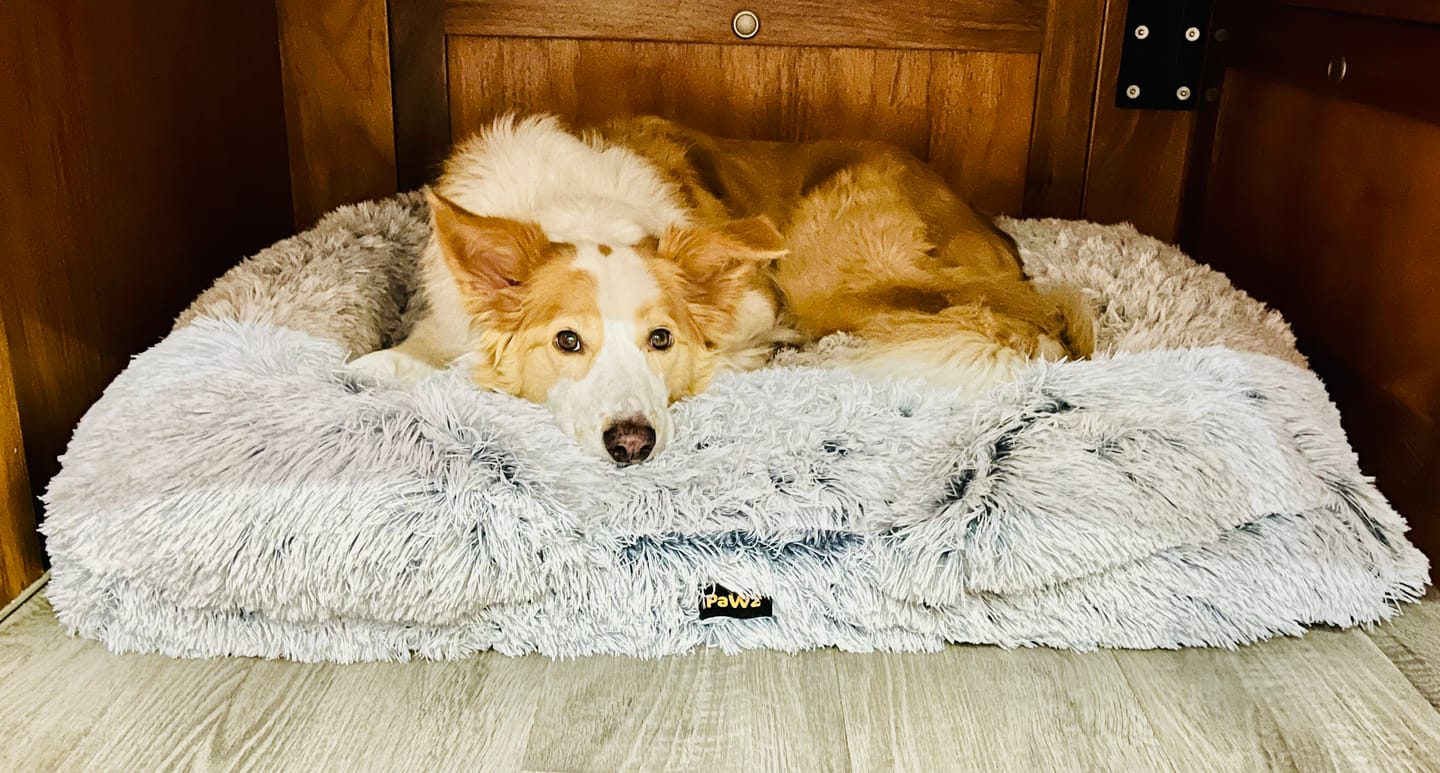 Customer photo review of Pet Orthopaedic Bed
