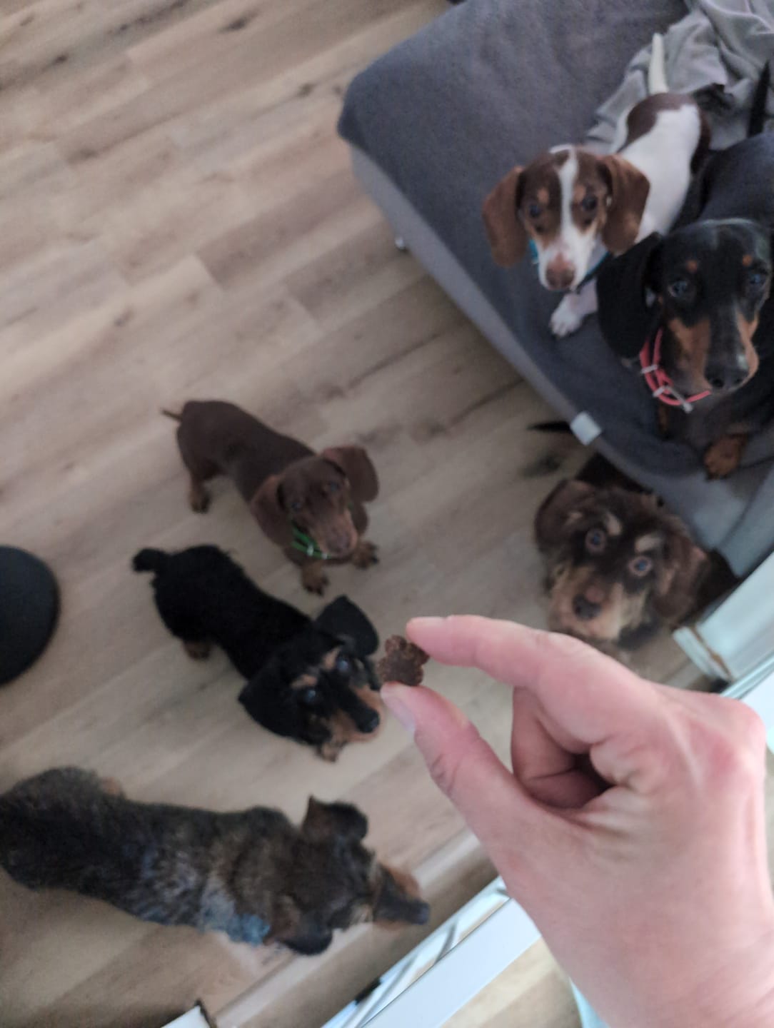 Customer photo review of Bauchwohl-Komplex für Hunde bei Magen-Darm-Beschwerden: hochdosiert & hypoallergen