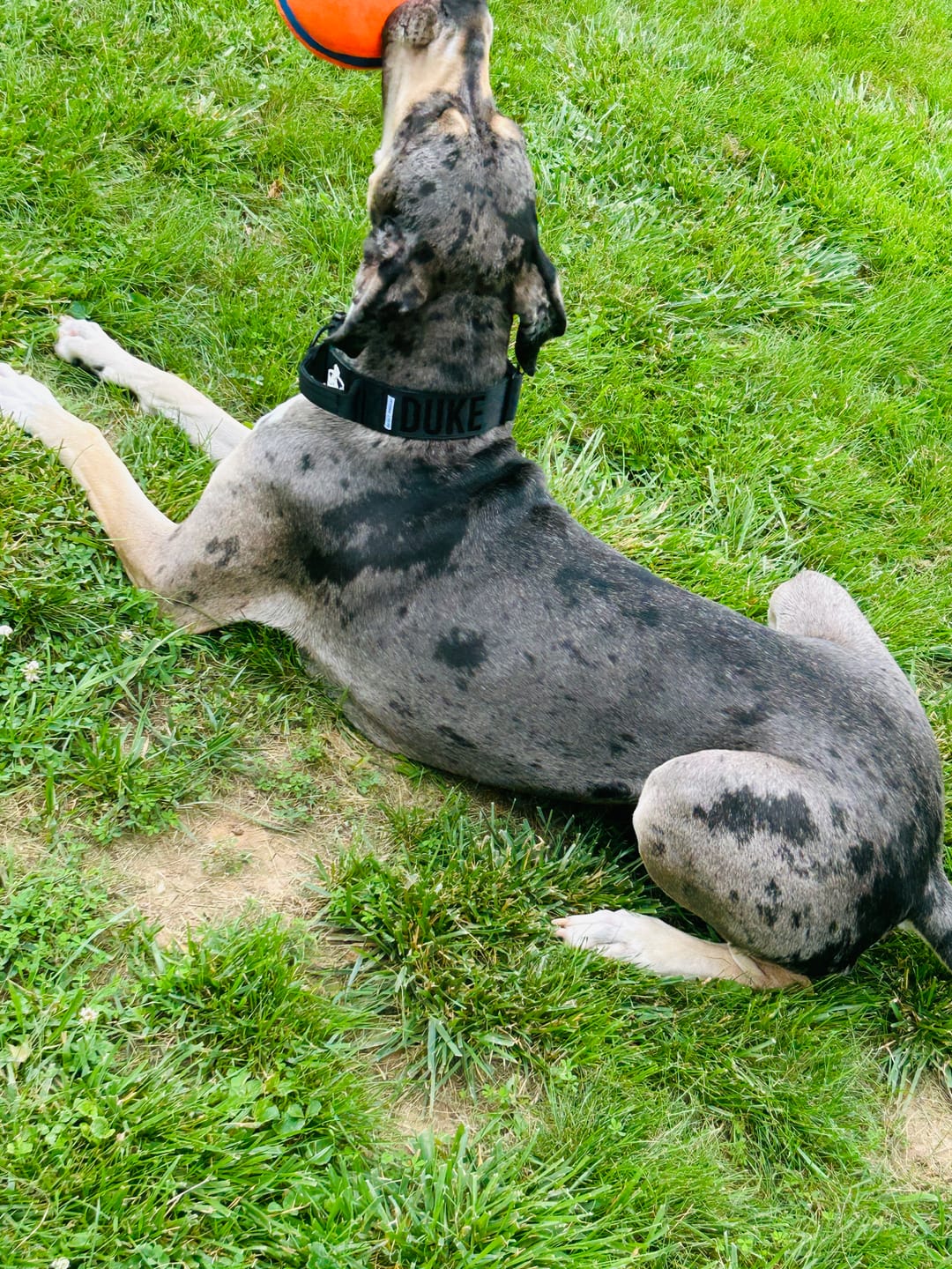 Customer photo review of Personalized Bully Proof Collar