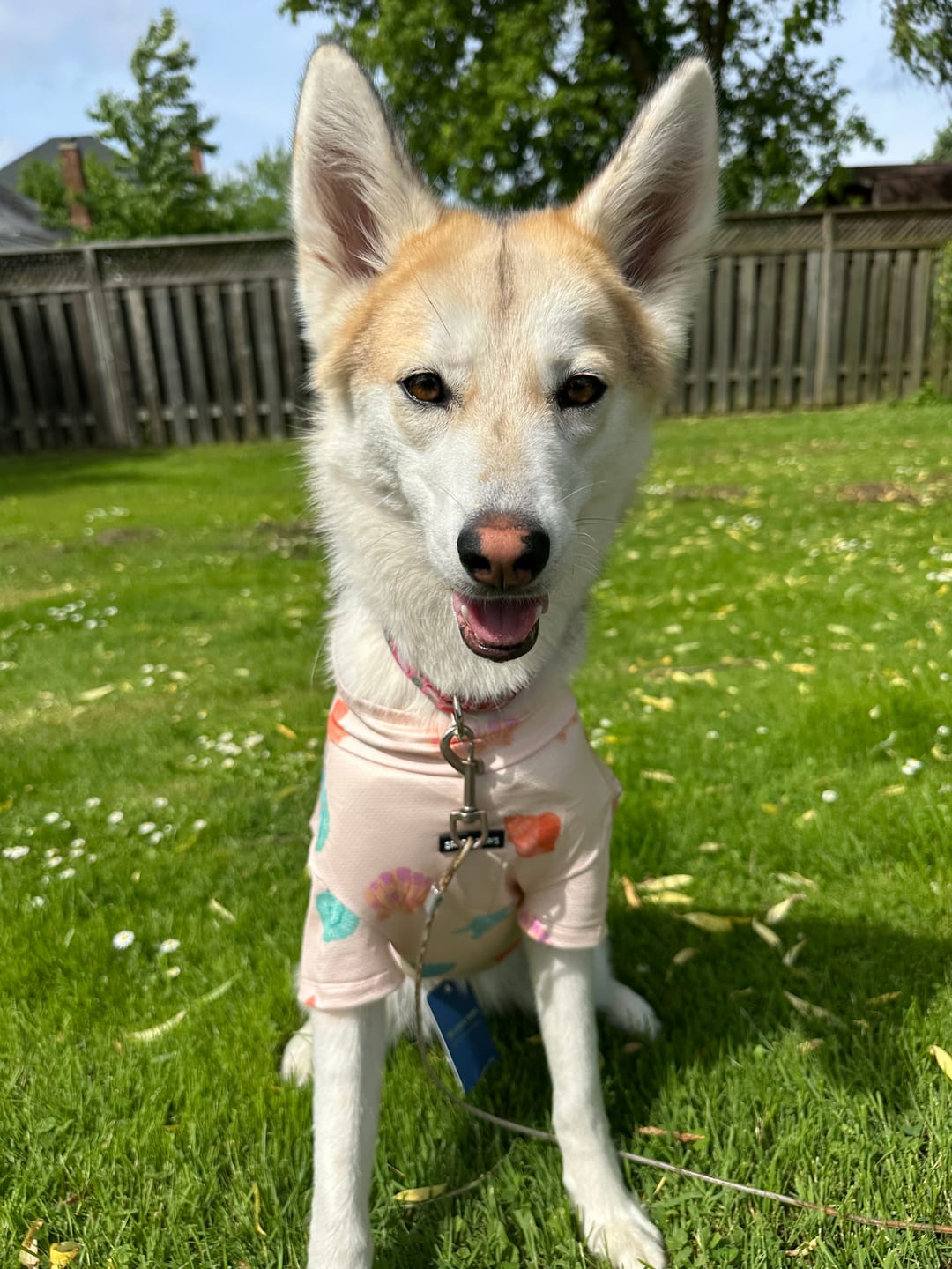 Customer photo review of Sunblock Dog T-Shirt - Seashell