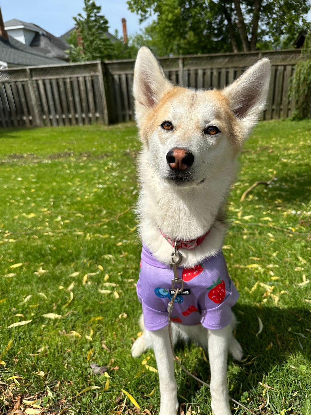 Customer photo review of Sunblock Dog T-Shirt - Berries