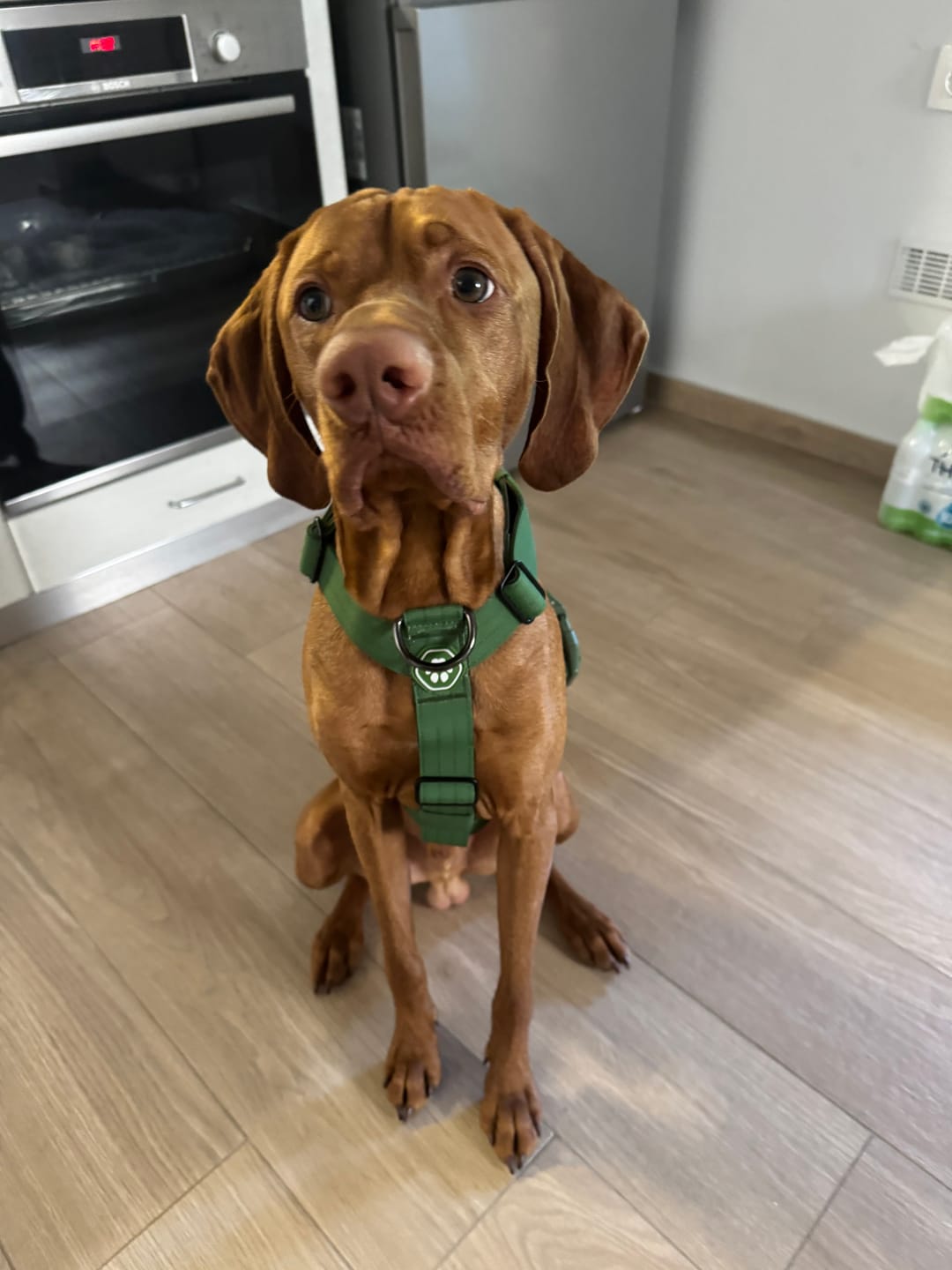Customer photo review of Comfort Control No-Pull Harness Sets