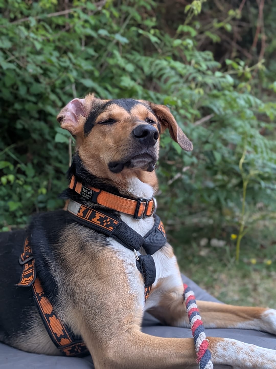 Customer photo review of 2.5cm Combat® Collar | With Handle & Rated Clip - Orange