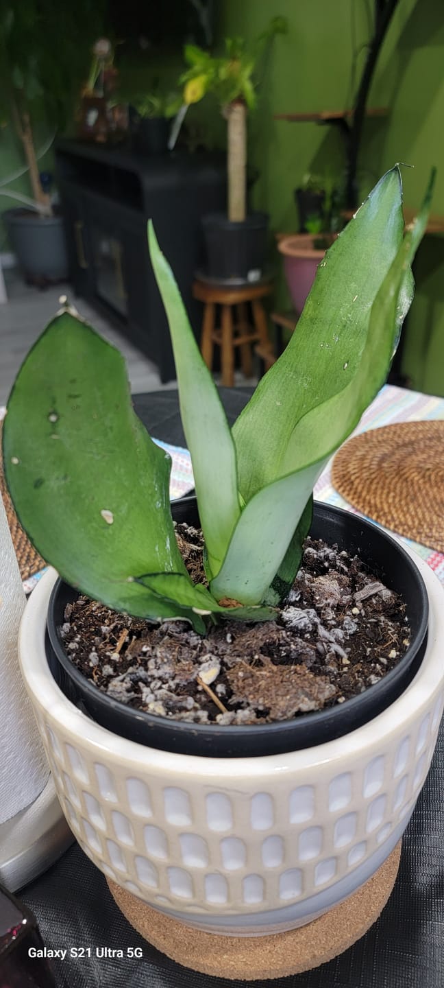 Customer photo review of Sansevieria Masoniana in a 4" Nursery Pot | Moonshine Snake Plant | Air Purifying Indoor Plant | Low Light Houseplants | Cat Safe Plant