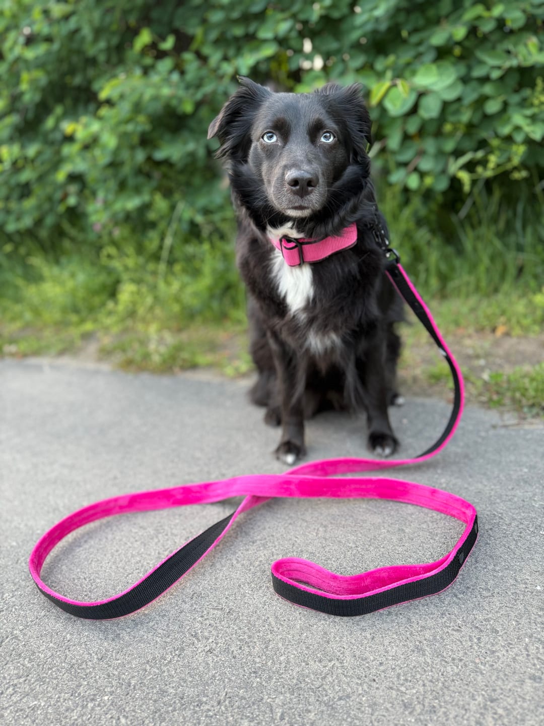 Customer photo review of Martingale Black Edition Rosa - Brett fodrat halsband halvstryp