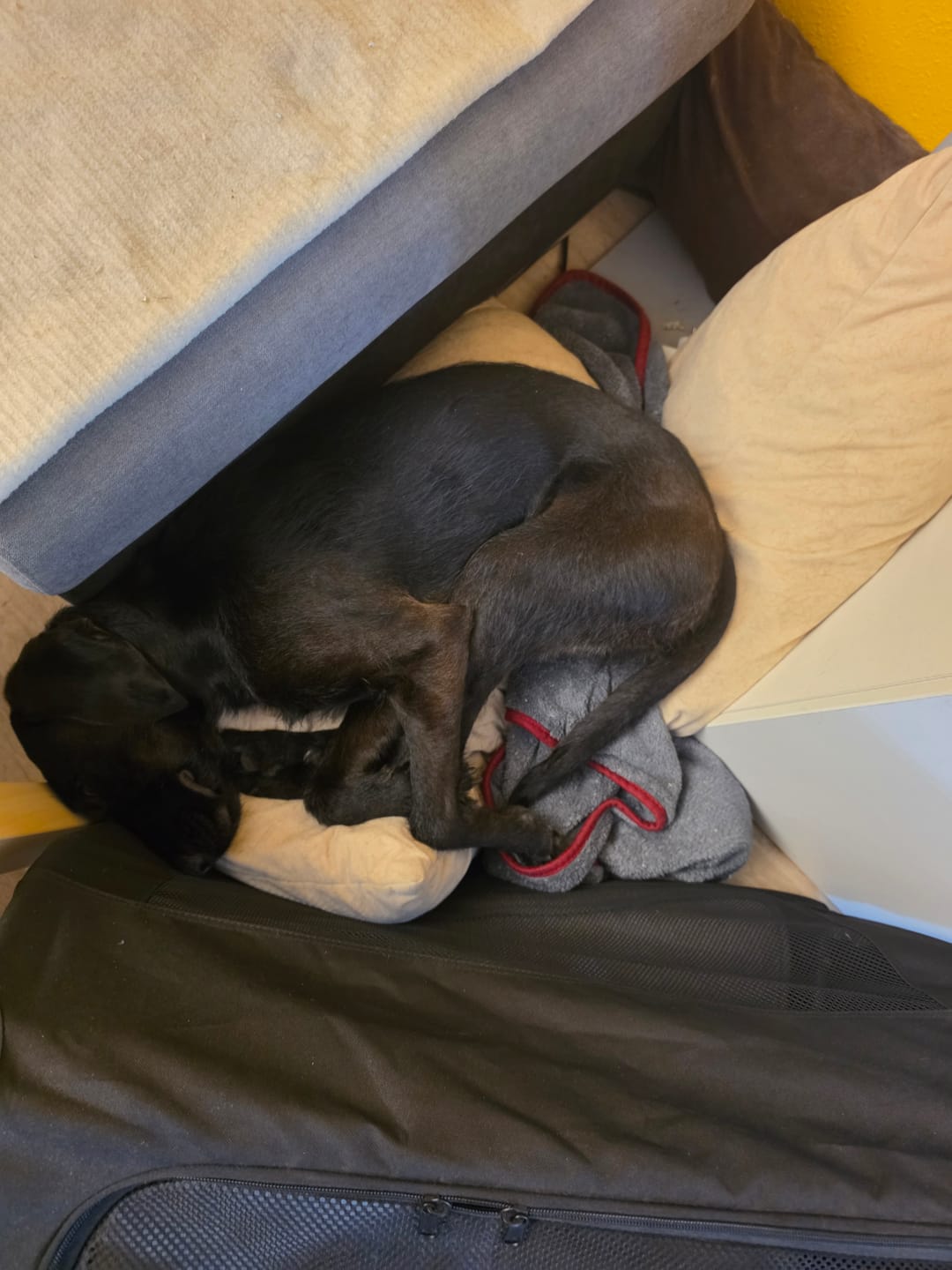 Customer photo review of Strotonin Dog Support
