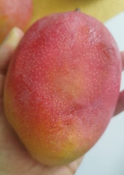 Customer photo review of Mango Kent Premium baumgereift