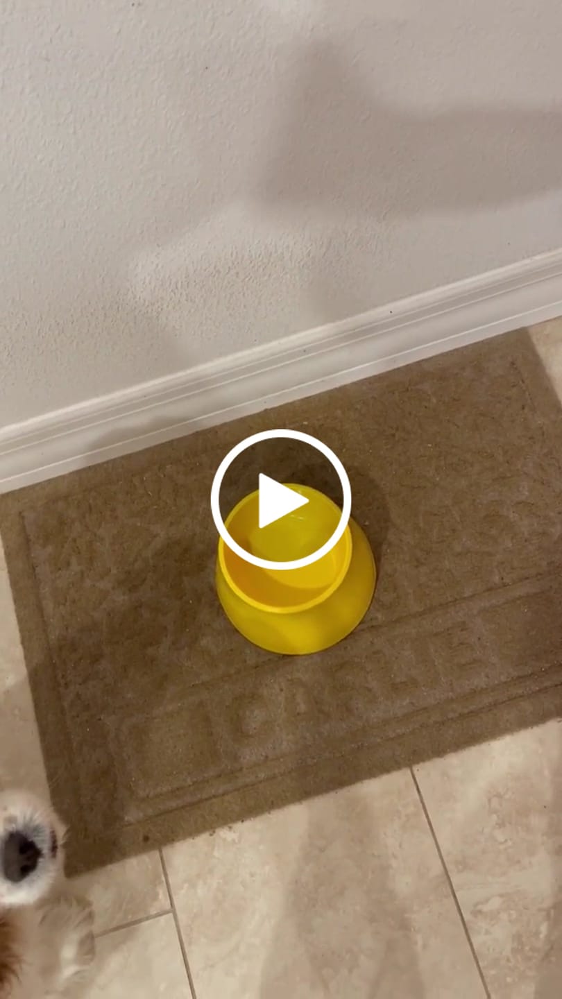 Customer video review of Canine BioClay Plus Paste