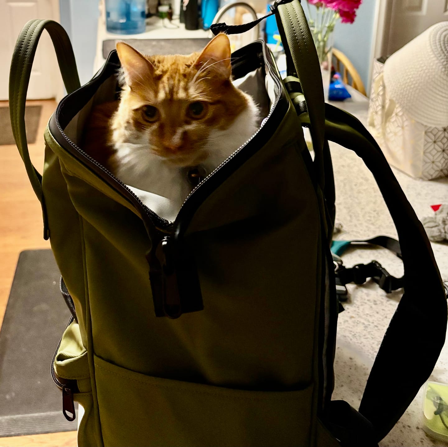 Customer photo review of Cascade Backpack - Standard